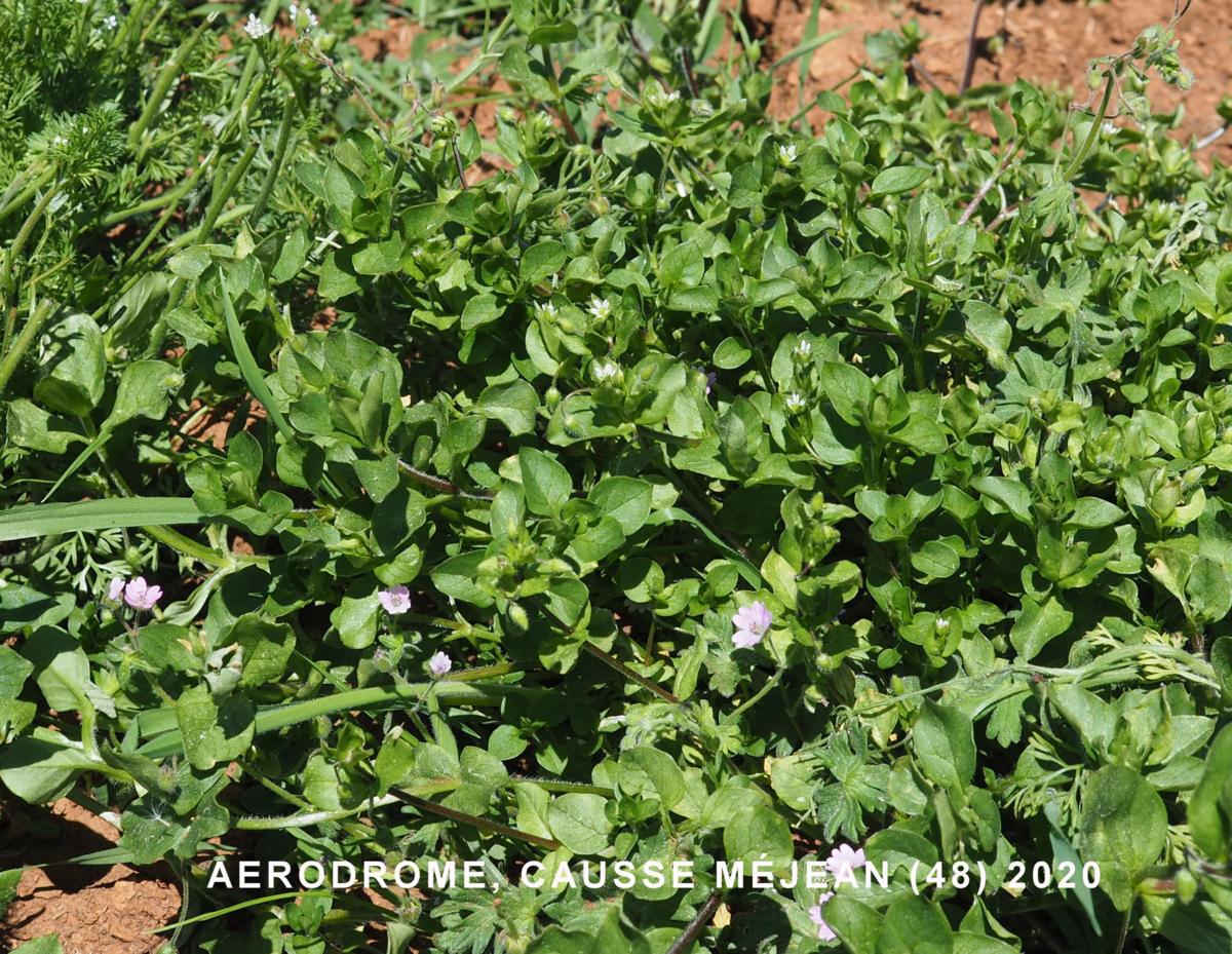 Chickweed, Wayside plant